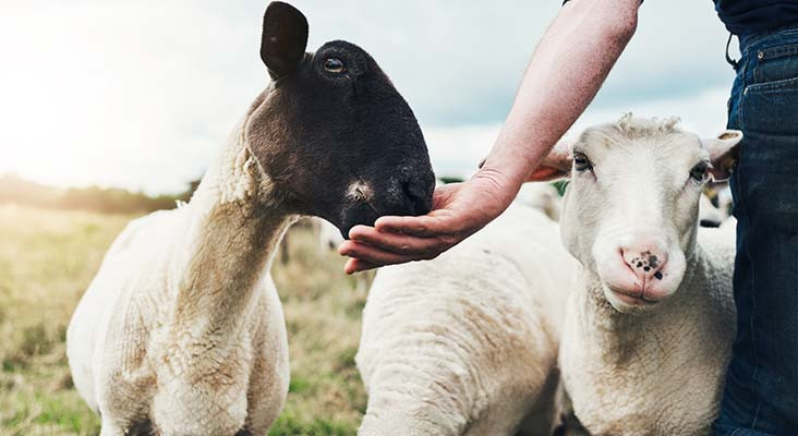 World Environment Day, Sheep