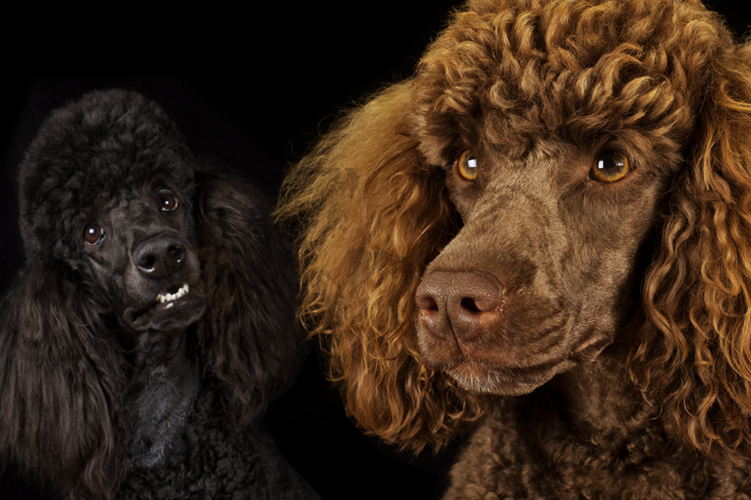 HUGO BOSS and Kanine enter global dog apparel and accessories license agreement